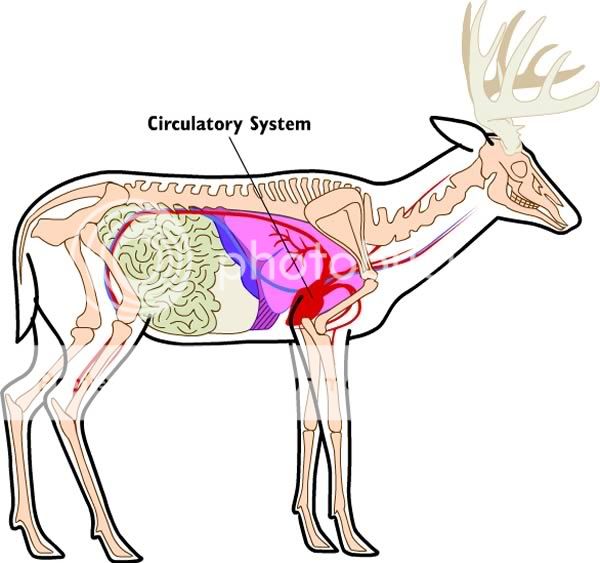 deer6_circulatory.jpg