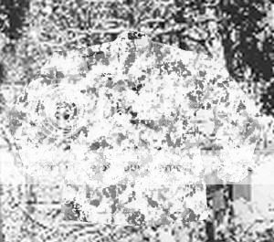 SpecAm-Snow-Leopard.jpg