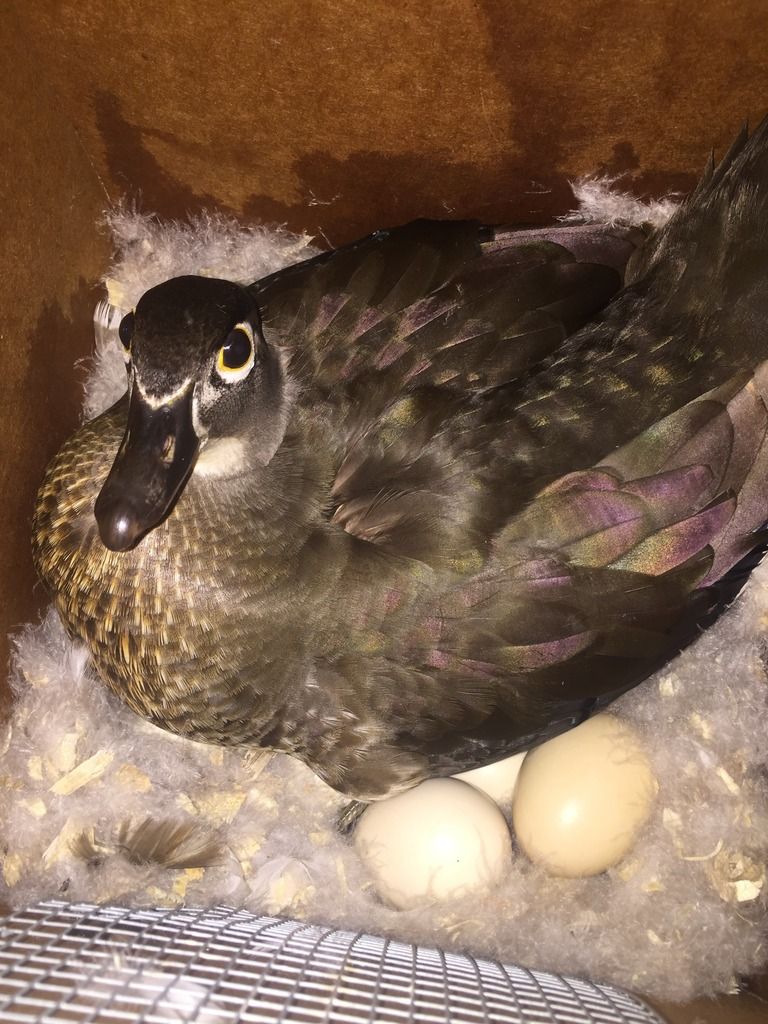 image_zps0h5tslur.jpeg~original