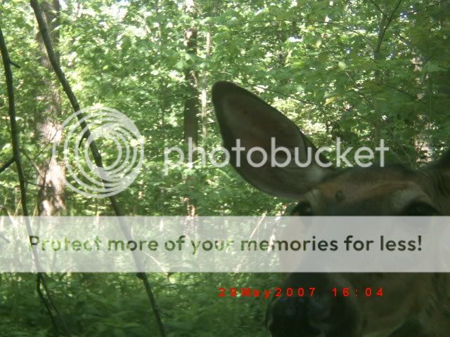 deercam2007005.jpg