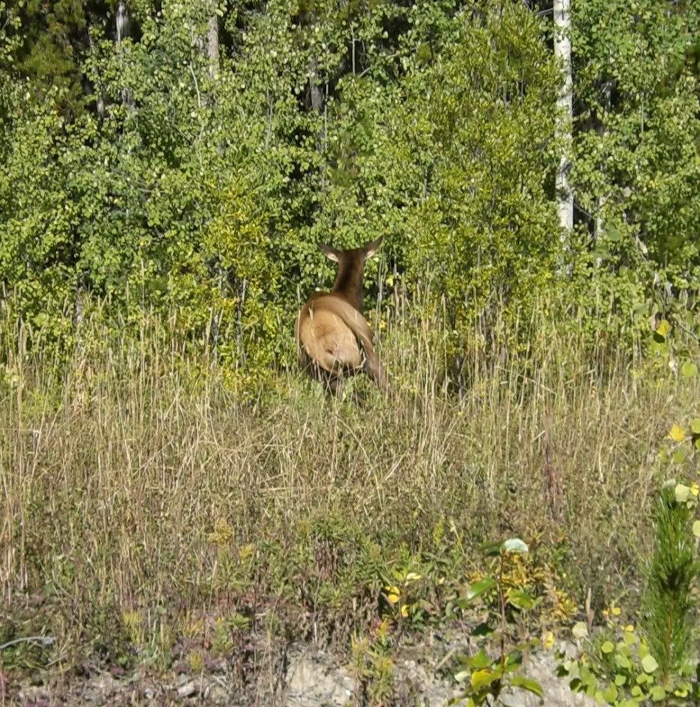 Elk_2012_Sept_07.jpg