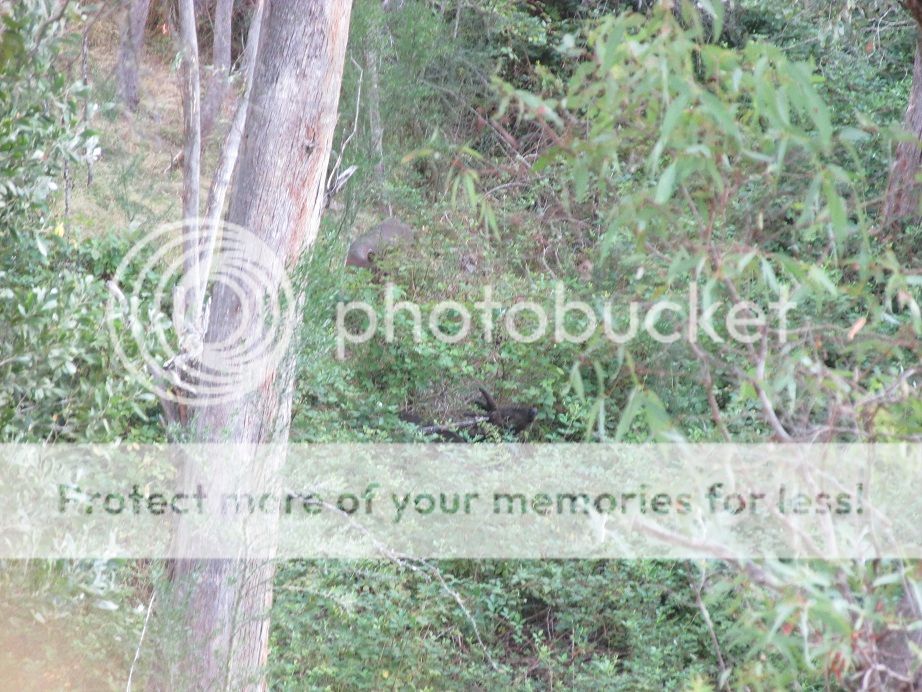 IMG_0461velvy1.jpg~original