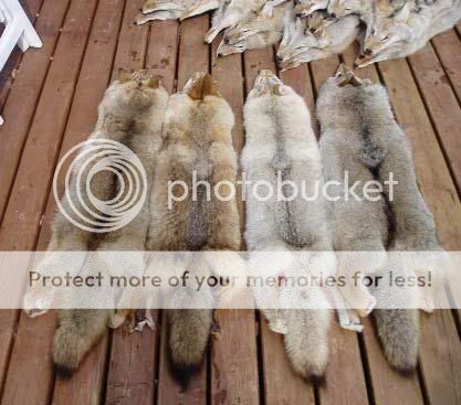 NewfoundlandCoyotePelts.jpg