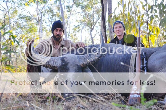 2014-08-17Bull35edit.jpg~original