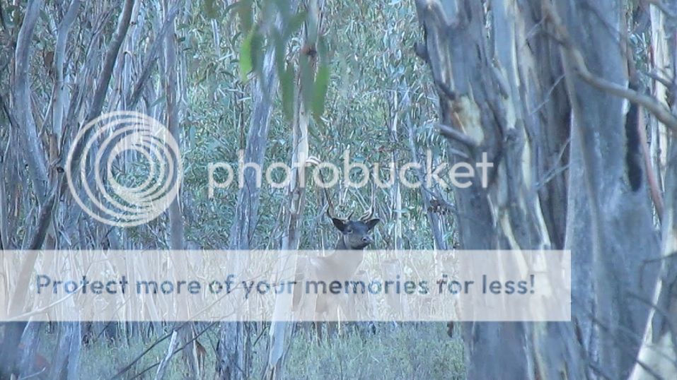 SS002%20dark%20young.jpg~original