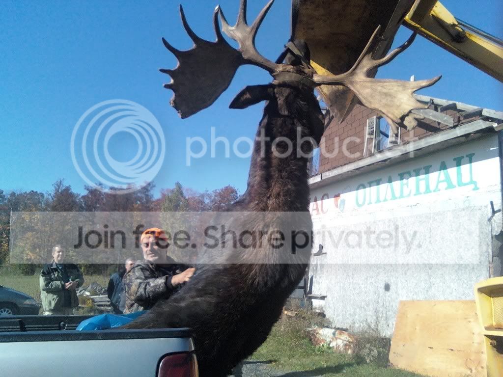 moose3.jpg