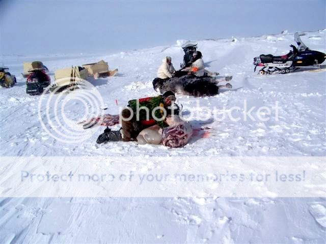 muskoxhunt7-1.jpg