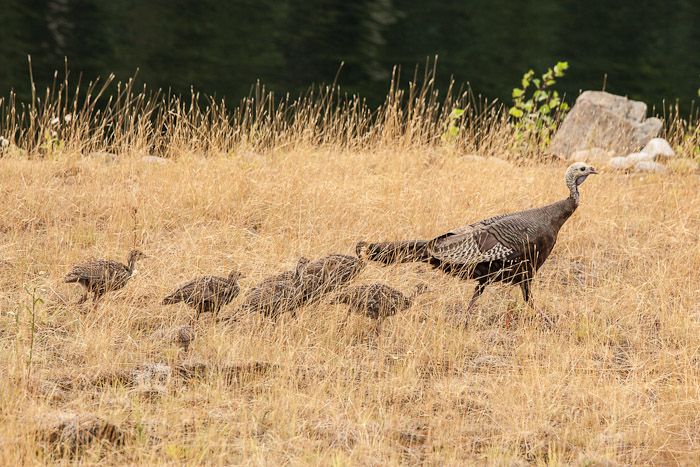 turkey_zps0e020bfc.jpg~original