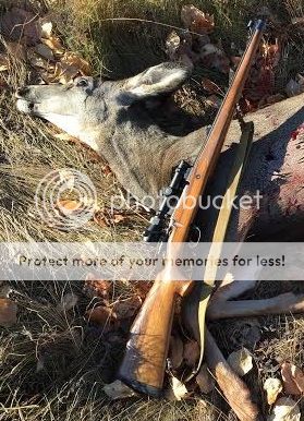 Mule%20Deer_1a_zpslg066uqg.jpg
