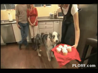 dramatic-cupcake-dog1.gif
