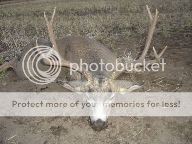 muledeer.jpg