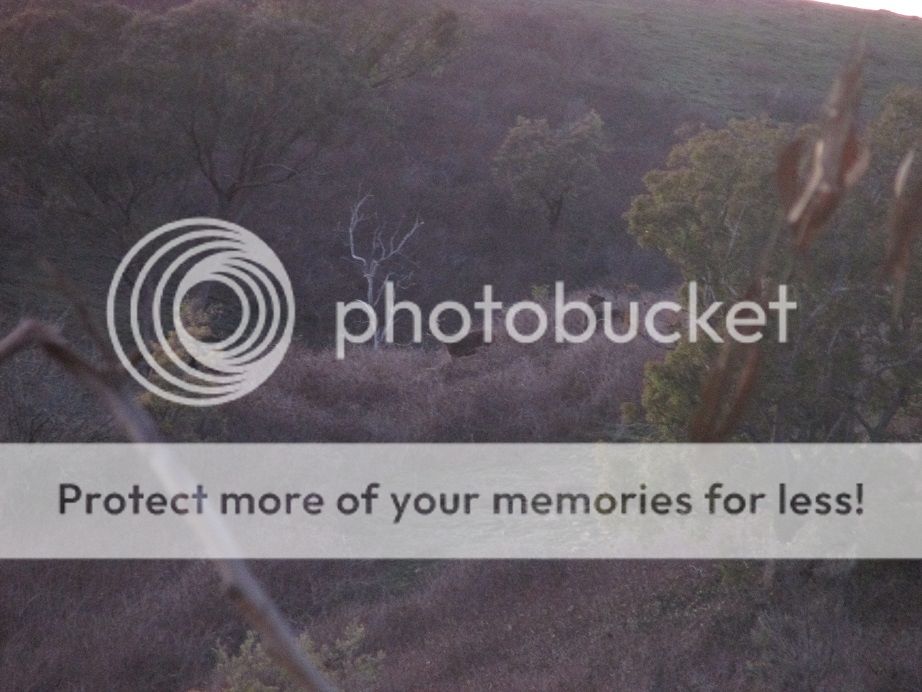 am%20hinds.jpg~original