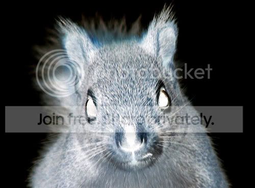 zombie-squirrel.jpg