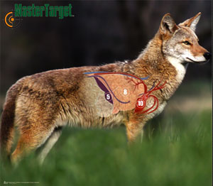 mastertarget-coyote-300.jpg