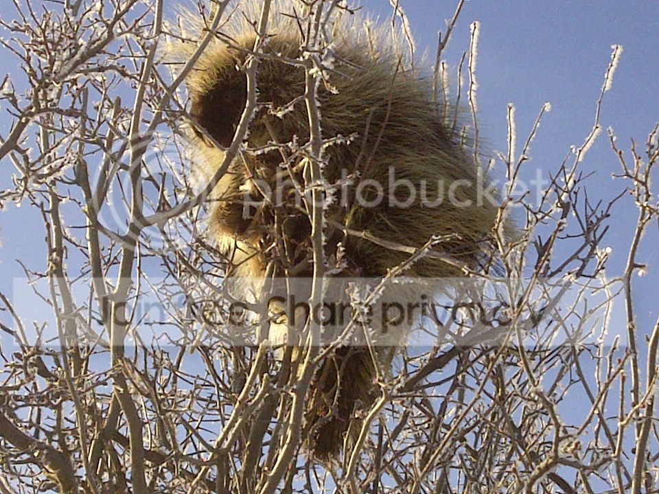 porcupineinbush2_zpse456989e.jpg