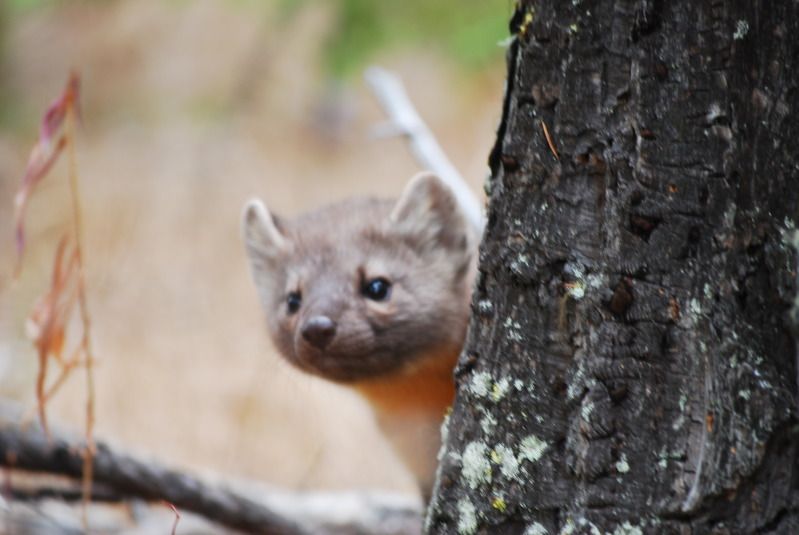 hunting2010034.jpg