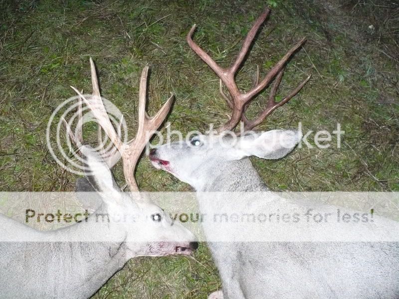 elkhunting07056.jpg