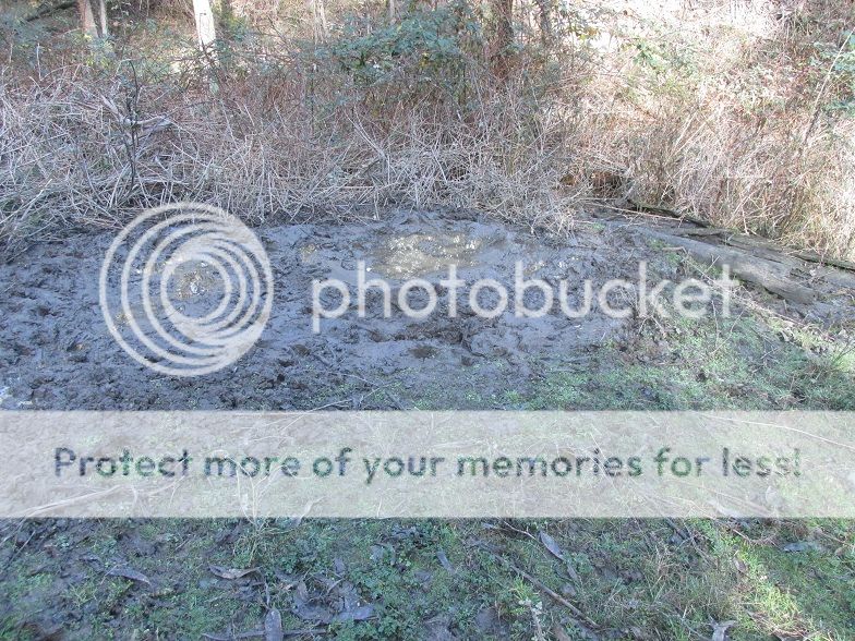 IMG_5812wallow.jpg~original