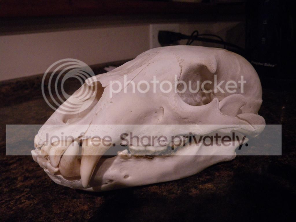 bearskull001.jpg