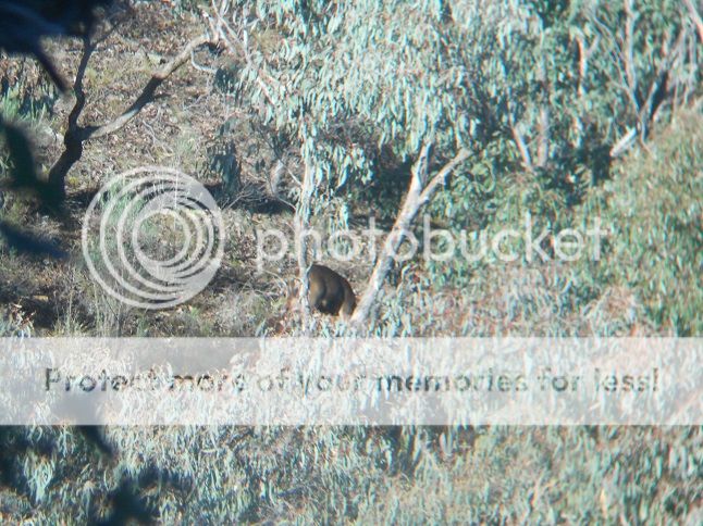 DSCN0410-hind15-8.jpg~original