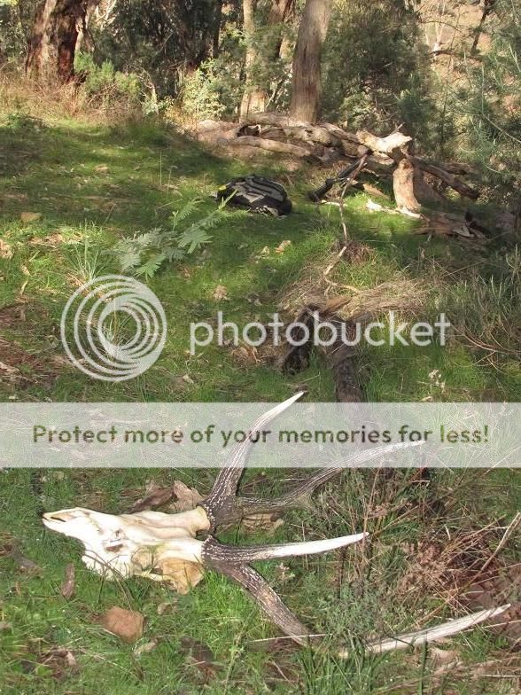 IMG_1199Deadhead30.jpg~original