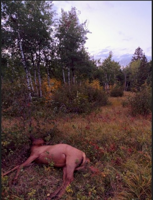Elk-Cow-1.jpg