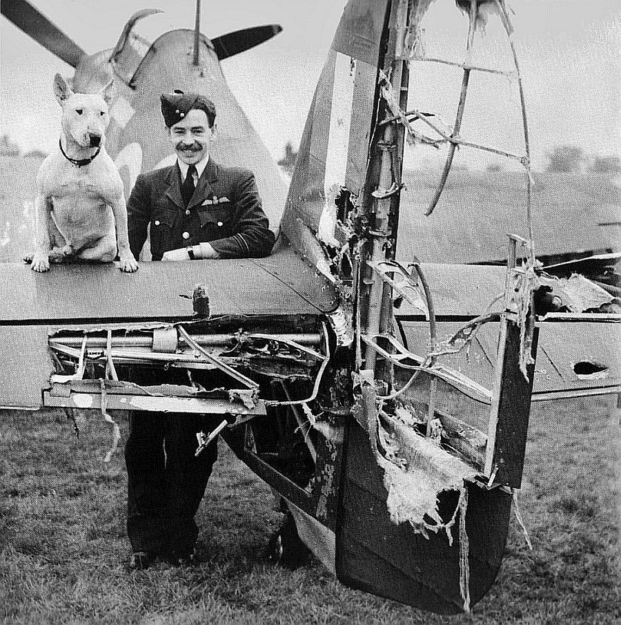 Hurricane-dog_zps43453da1.jpg