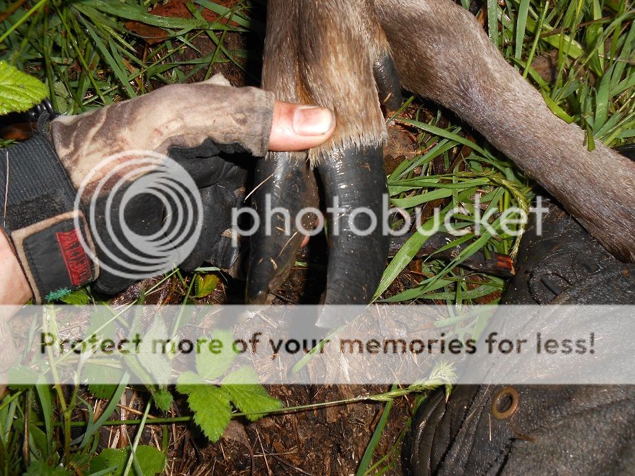 DSCN0701toenail.jpg~original