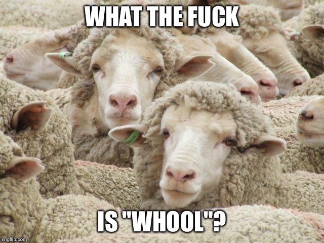 qFkt3oH.jpg