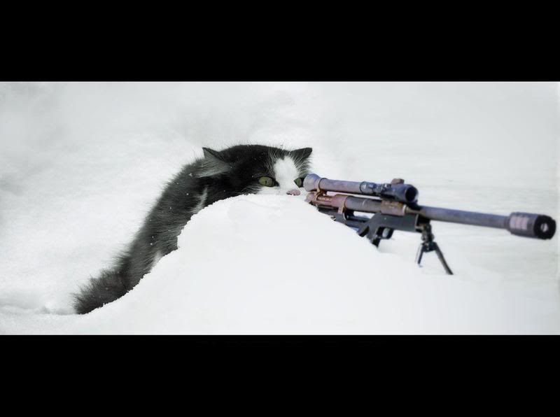 snow_sniper_cat.jpg