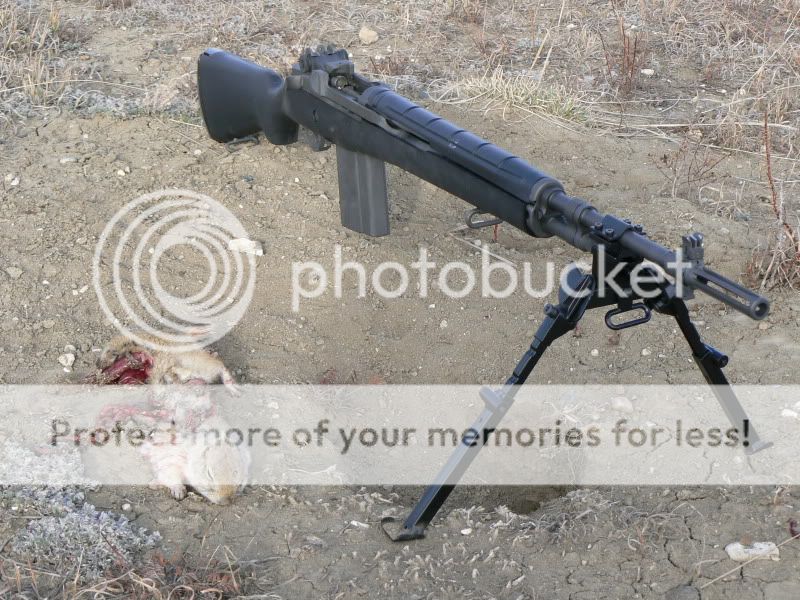 M14vsgopher004.jpg
