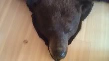 bear6.jpg