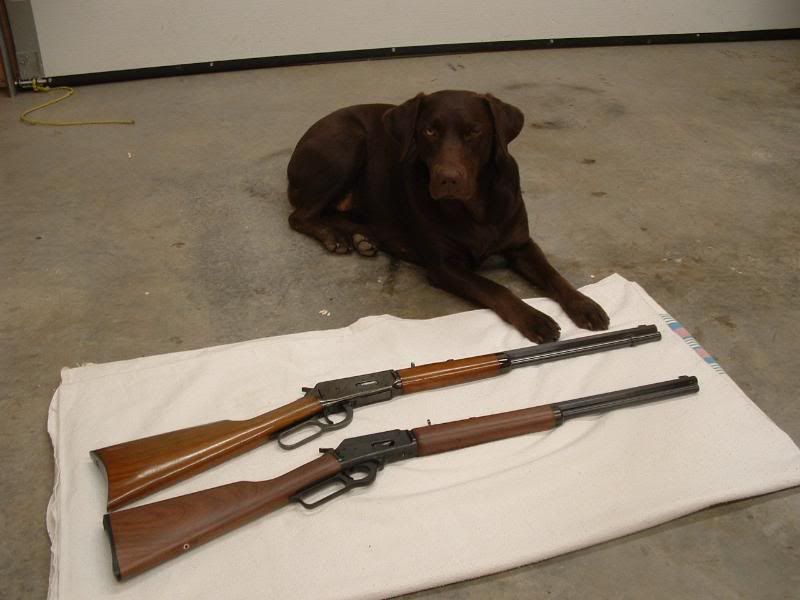 Tobyguardingmycowboys.jpg