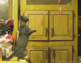 SpsMa.gif