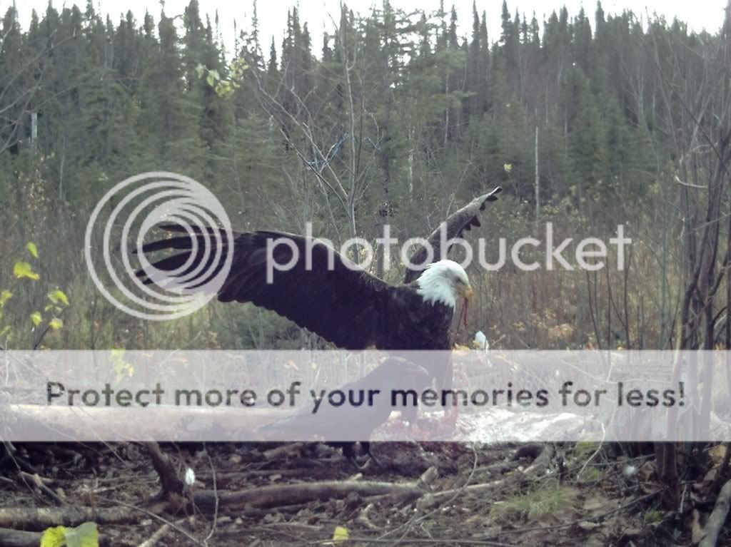eagle2.jpg