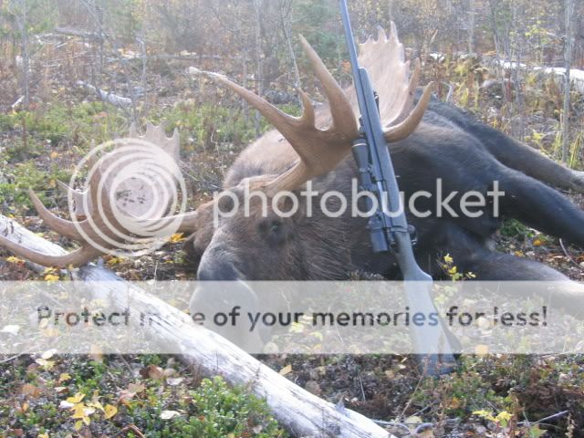 416Moose-1.jpg