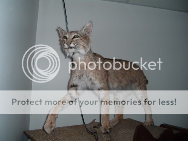 333026.jpg