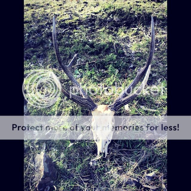 IMG_201deadhead.jpg~original