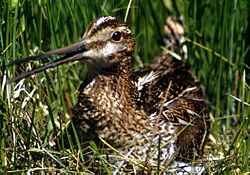 250px-Commonsnipe67.jpg