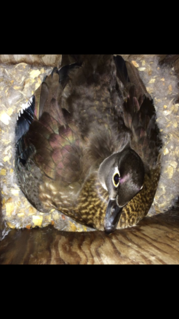 image_zpsouaceq2g.png~original