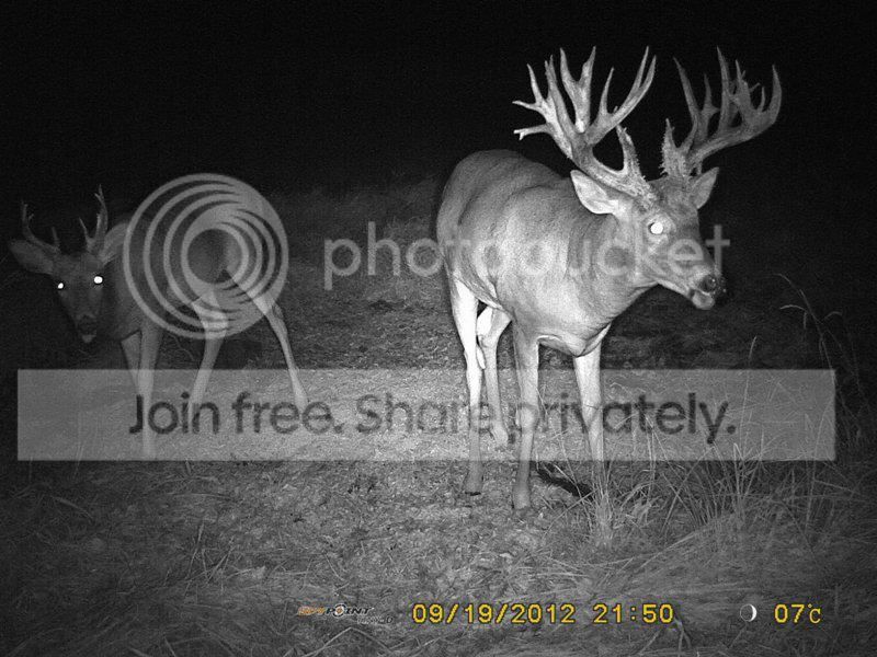 WhiteTail2.jpg