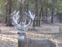 Whitetail2.jpg