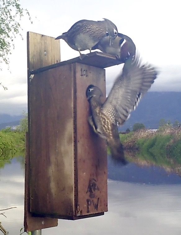 image_zpspstsixqn.jpeg~original