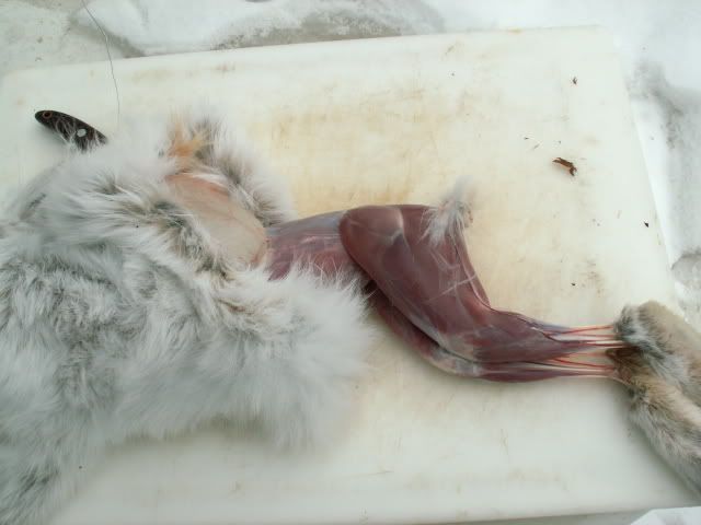 hareclean5.jpg