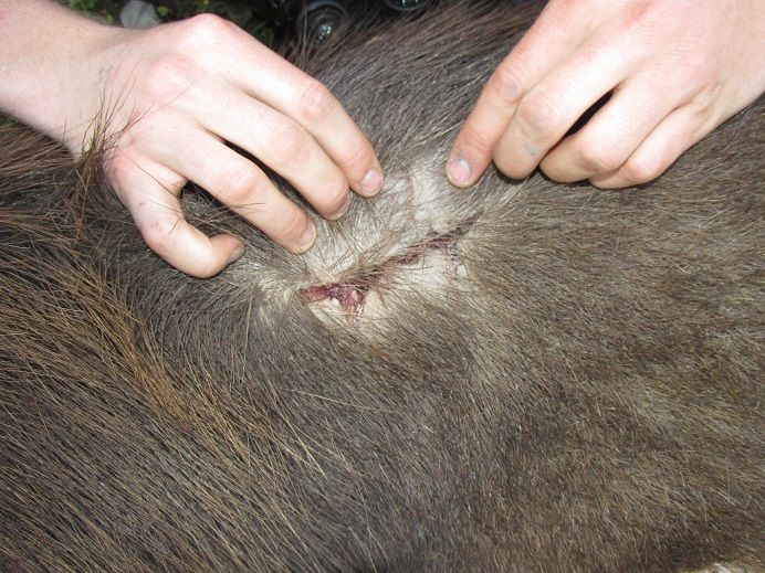 IMG_1684scar2.jpg