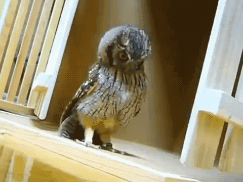owl_hoo.gif