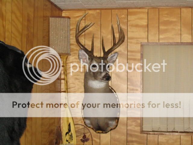 SpadeBuck1.jpg