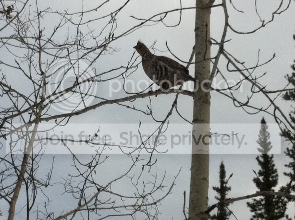 grouse.jpg