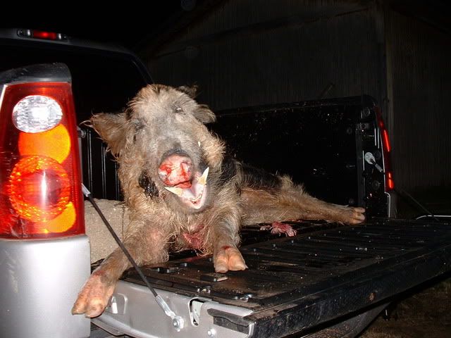 hog105.jpg