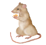 rats.gif